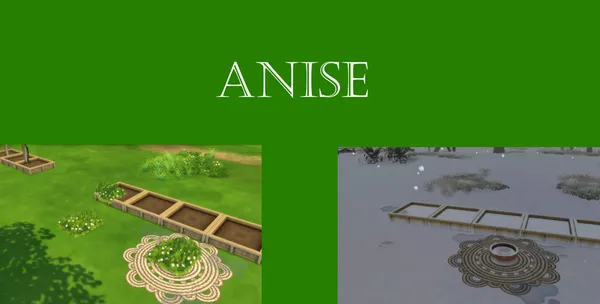 Anise Harvestable